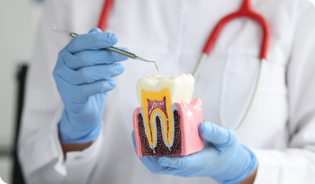 With a dummy teeth, the dentist illustrates the layers of teeth and demonstrates how root canal treatment is performed.